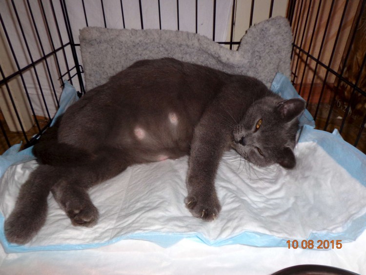 Гнездо для кошки с котятами