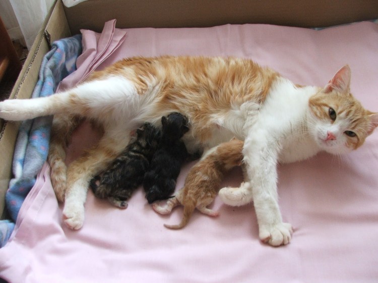 Сколько котят рожает кошка в первый раз