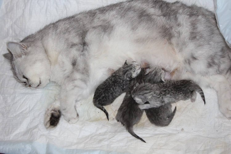 Кошки вынашивают котят