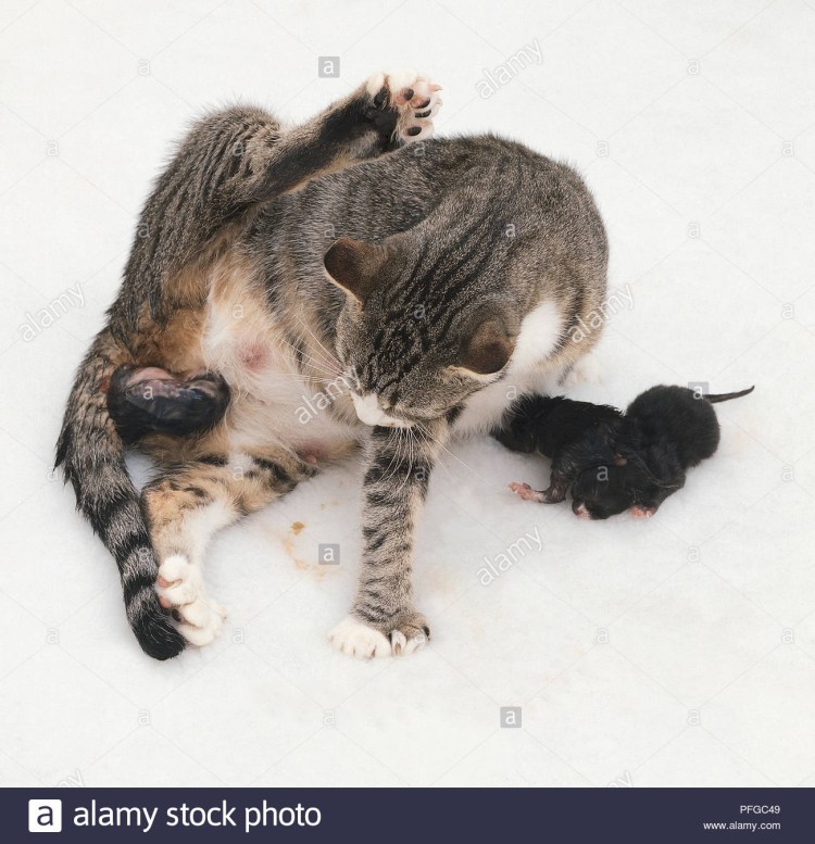 Травматин для новорожденных котят