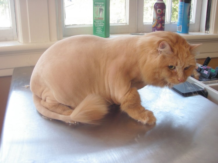 Стриженный кот