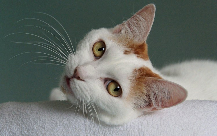 Кошки породы Яванез