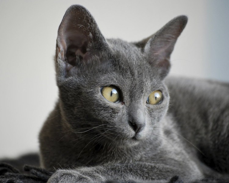 Ориентальная кошка