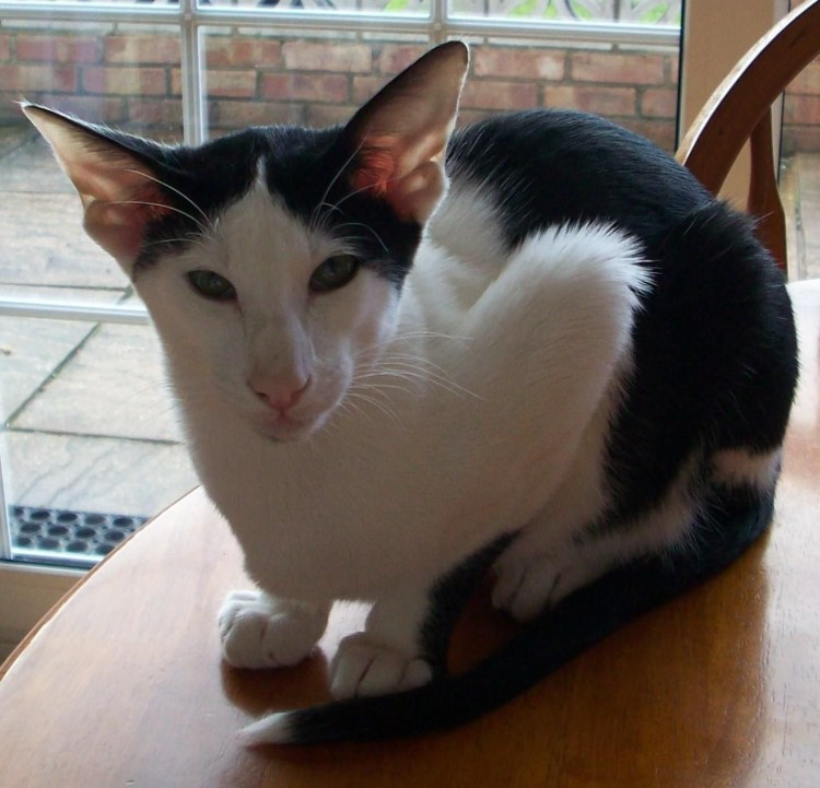 Oriental Shorthair кошки