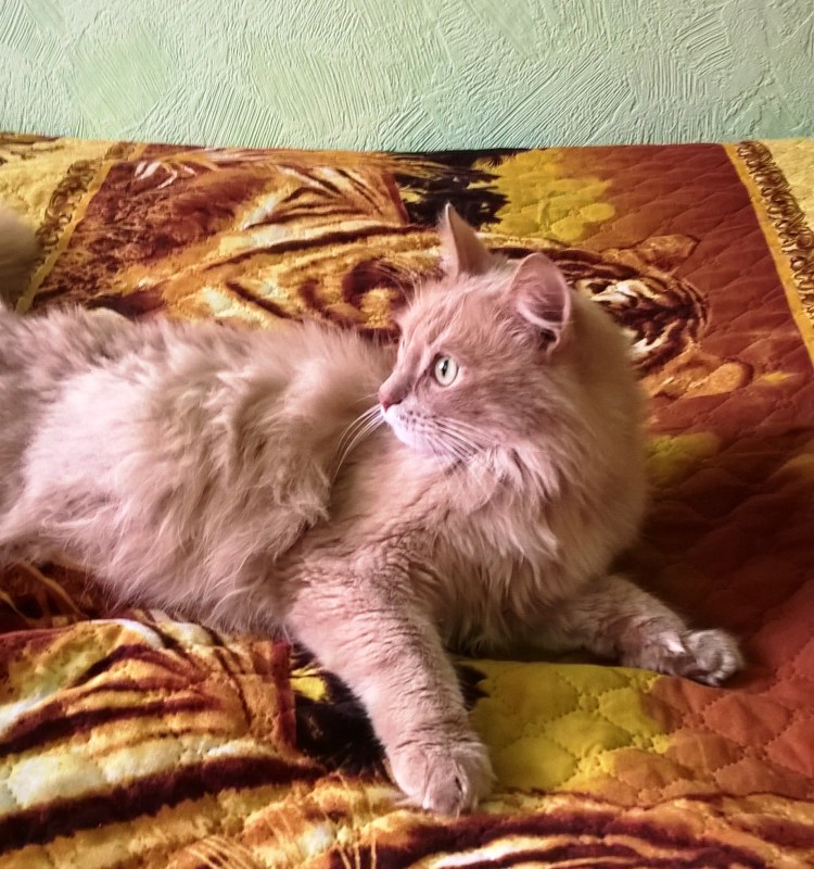 Саншайн у сибирских кошек