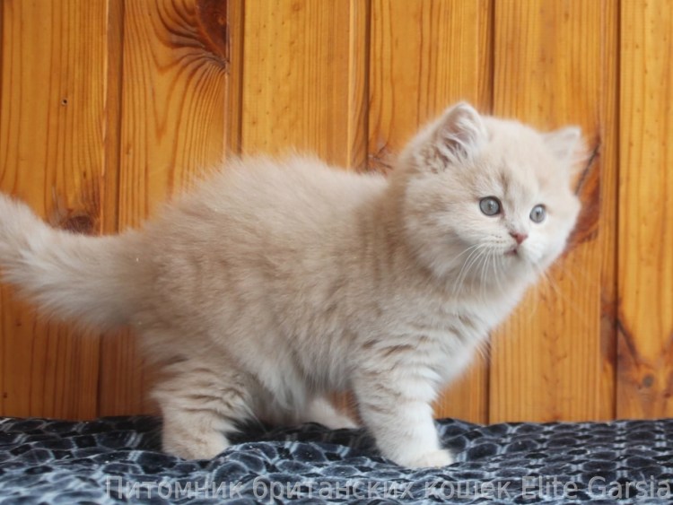 Сибирская кошка палевая