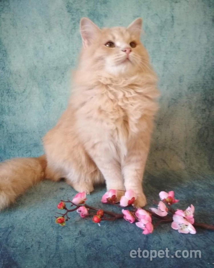 Сибирская кошка палевая персик
