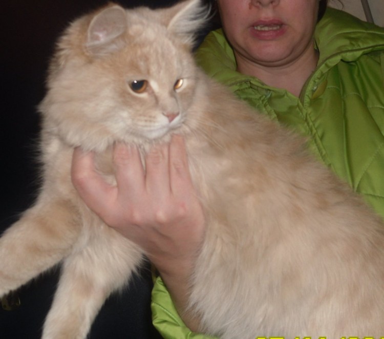 Сибирская кошка палевая персик