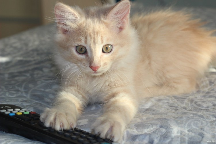 Сибирский кот персикового окраса