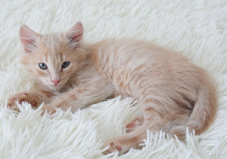 Сибирский кот персикового окраса