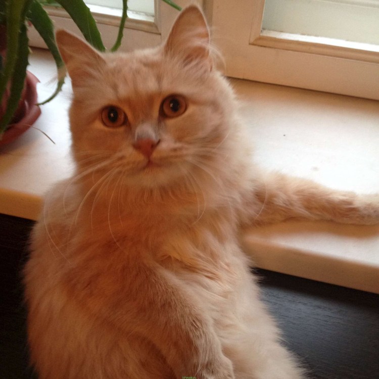 Сибирский кот персикового окраса