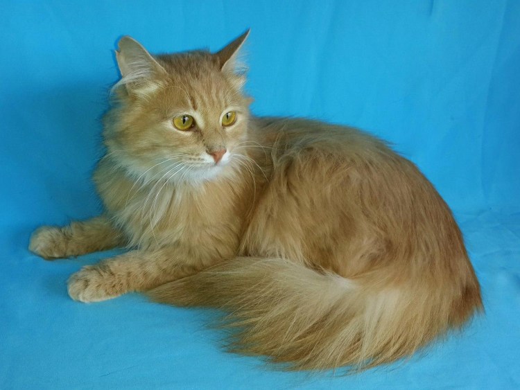 Сибирская персиковая кошка