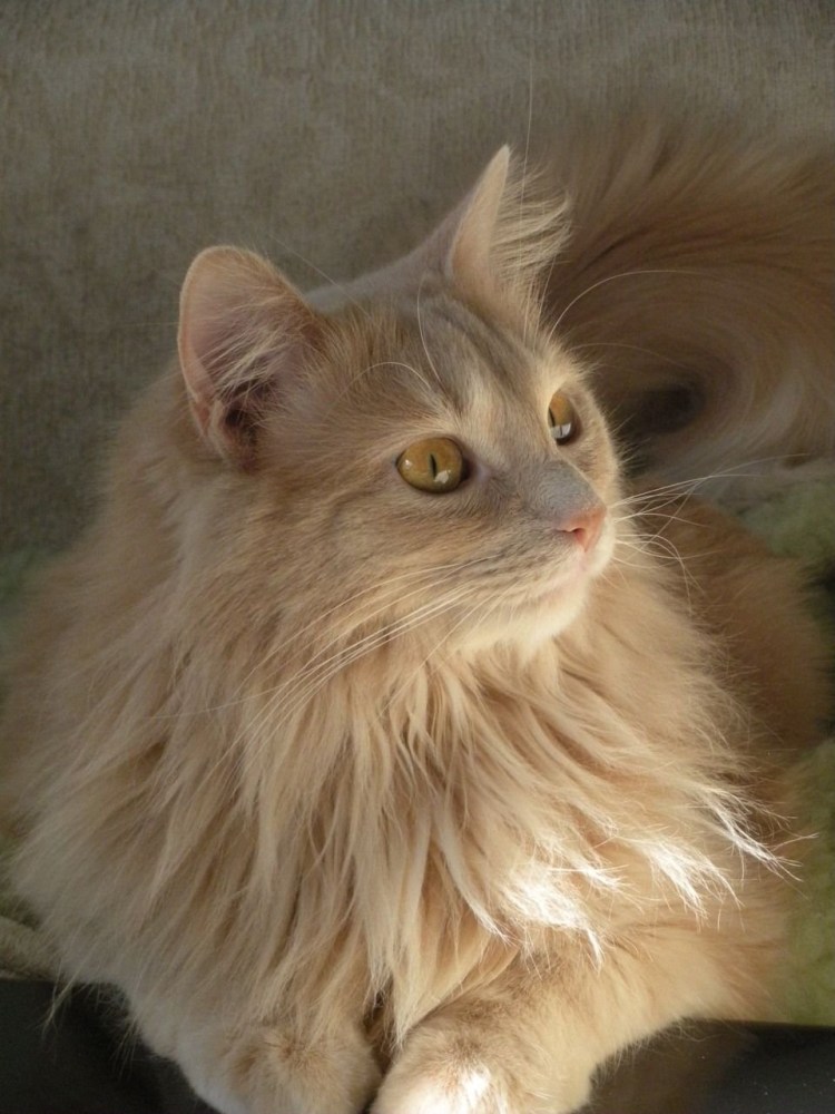 Сибирский персиковый кот