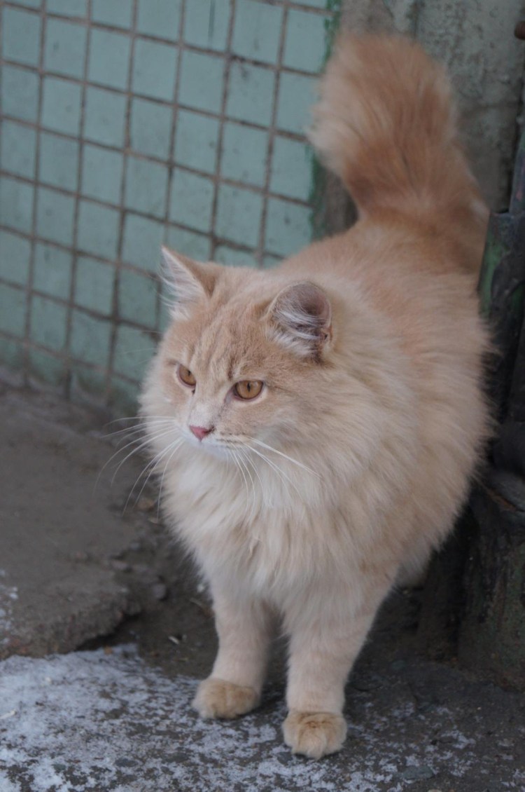 Котята персикового окраса что за порода