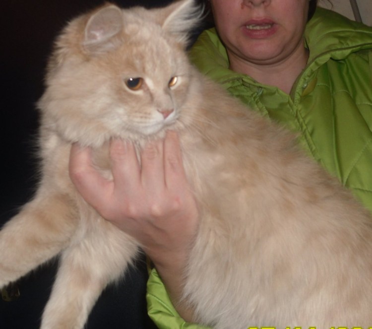 Манчкин кот персиковый