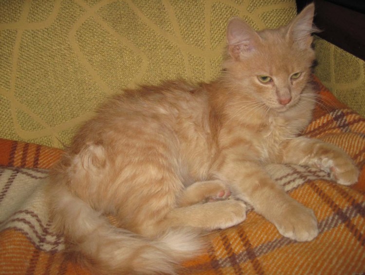 Сибирский гладкошерстный персиковый