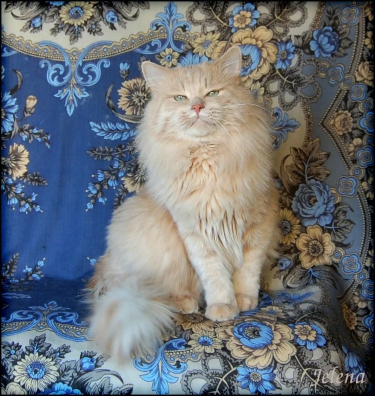 Кошки персикового окраса