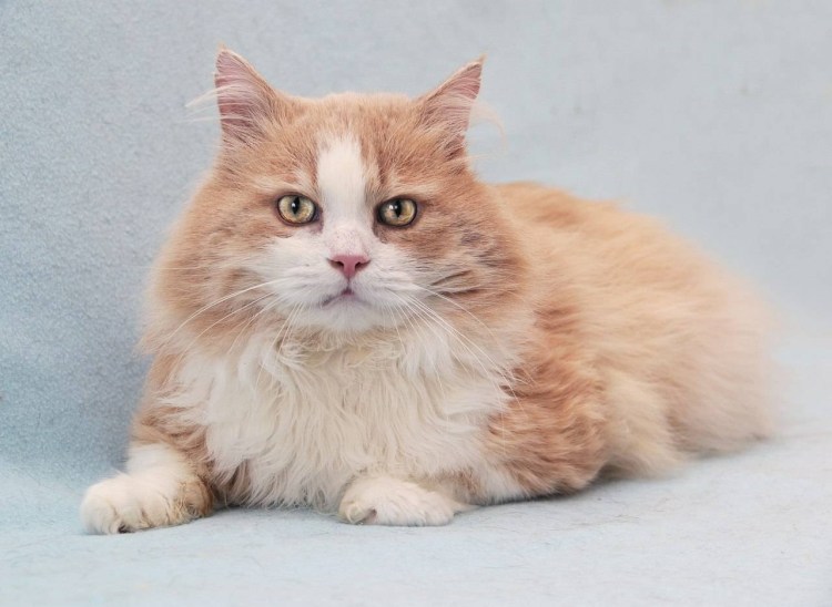 Европейская длинношерстная кошка рыжая