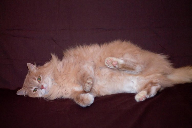 Сибирская кошка палевая