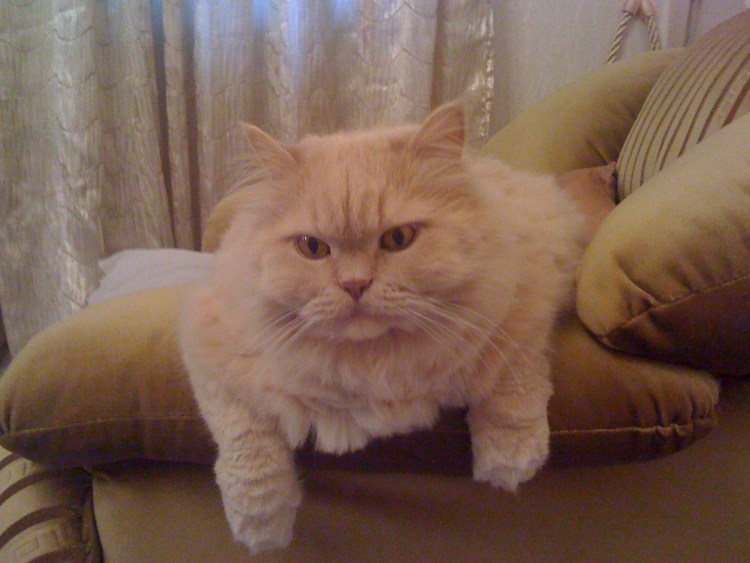 Персиковый кот порода метис