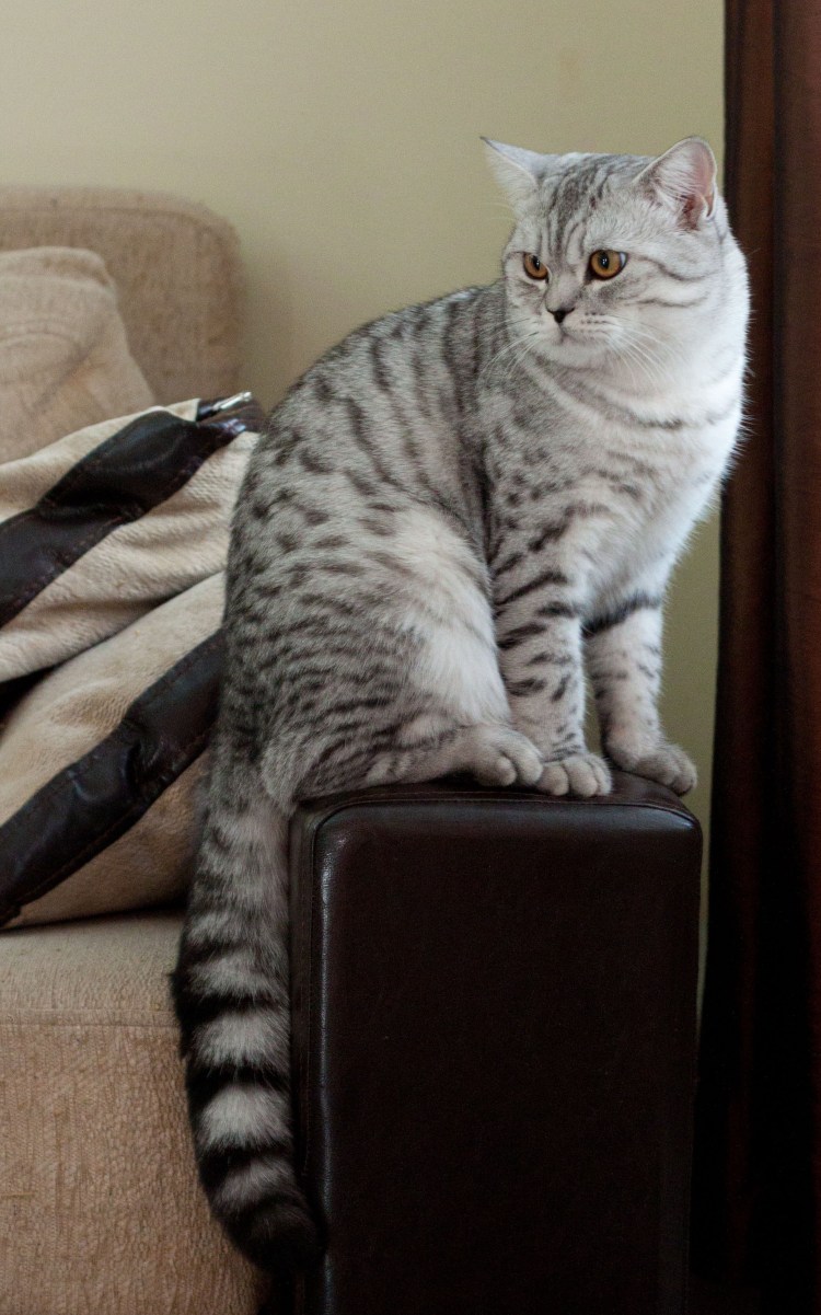 Браун-табби пятнистый