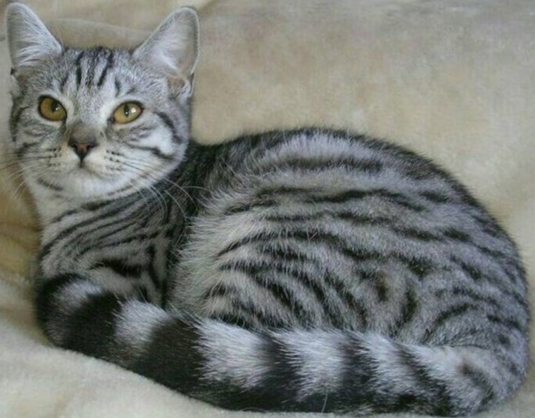 Шотландский скоттиш страйт серый