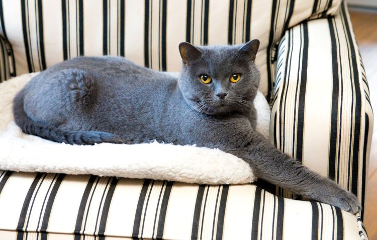 Шотландская короткошерстная скоттиш страйт