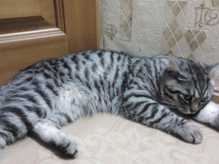 Британский кот табби мраморный