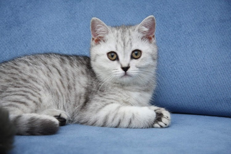 Кот британец серый полосатый