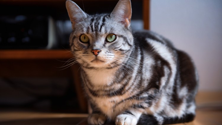 Кот британец серый полосатый