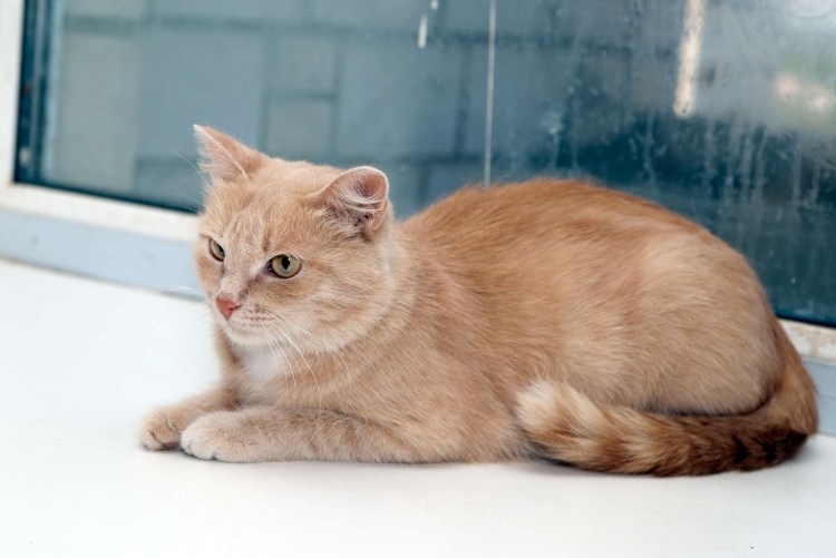 Бурманская кошка