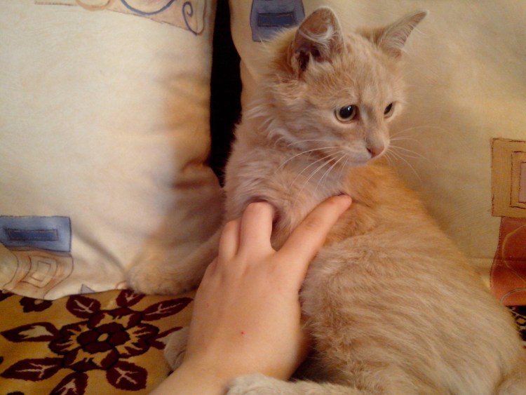 Невская маскарадная кошка крем Пойнт