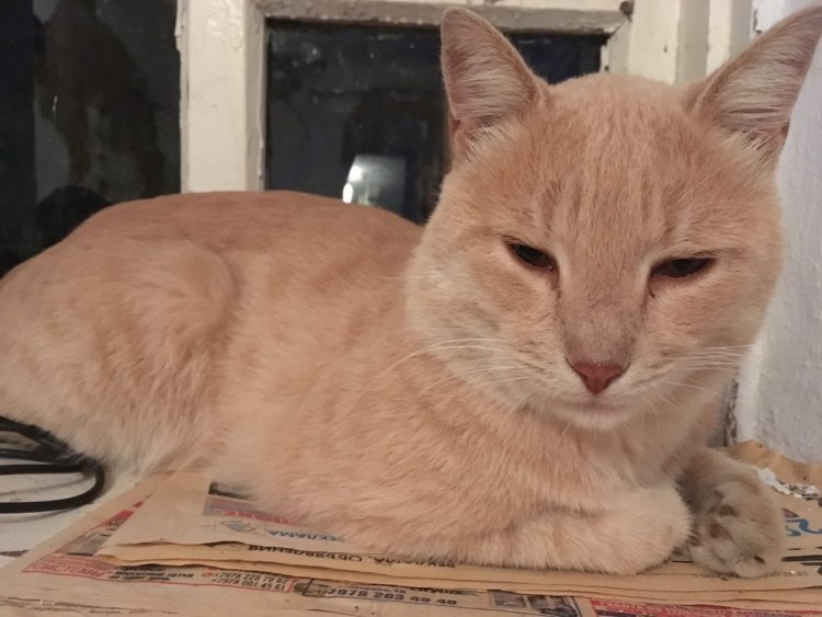 Сибирская персиковая кошка