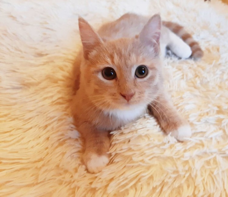 Персиковый шотландский кот прямоухий