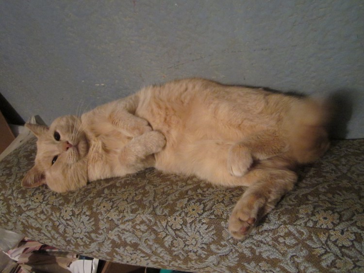 Сибирский кот персикового окраса