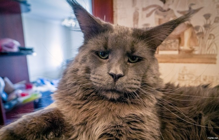 Кот Ориентал