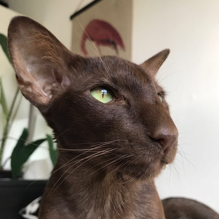 Корат кошка