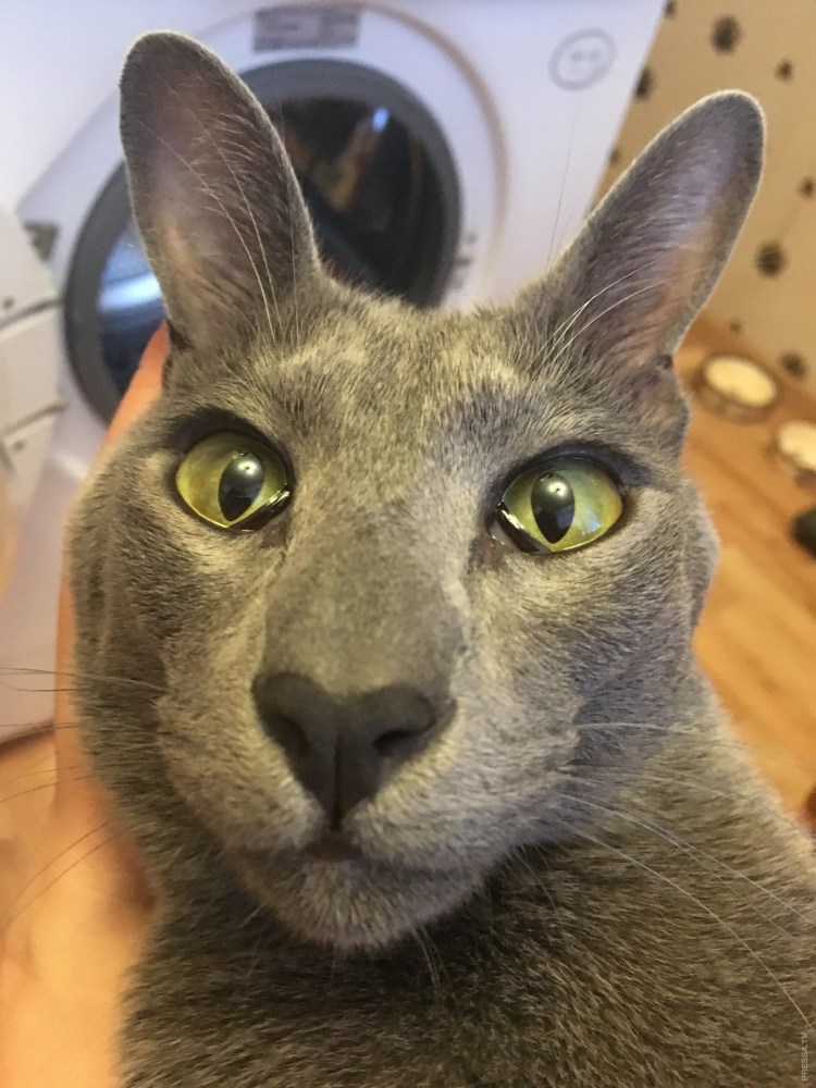 Кот Ориентал