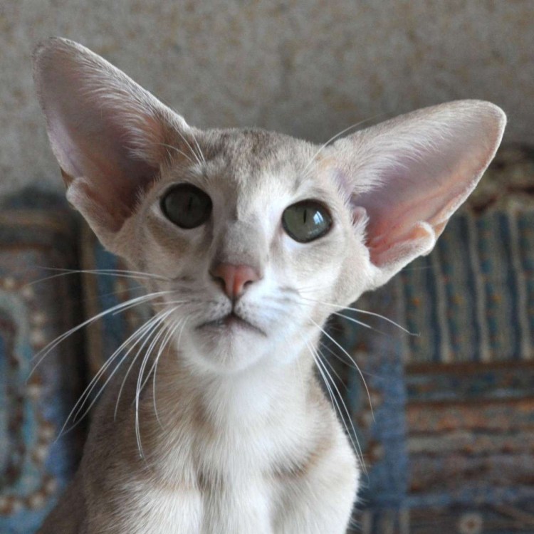 Котята породы Яванез