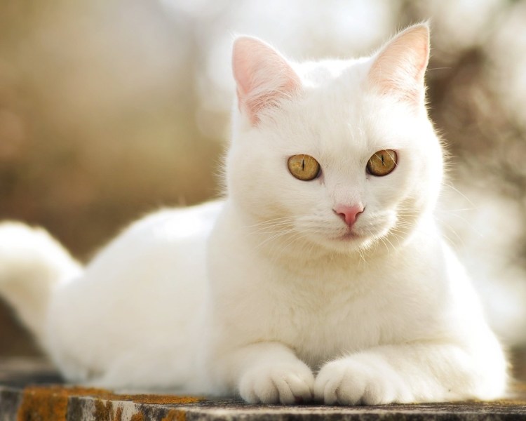 Порода као мани