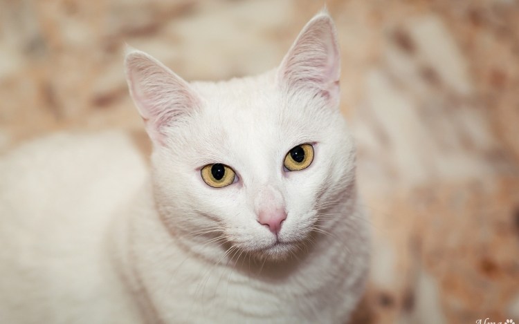 Британский белый кот с разными глазами