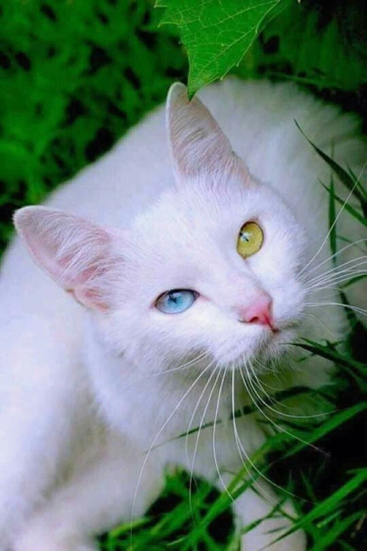 Кот альбинос с разными глазами