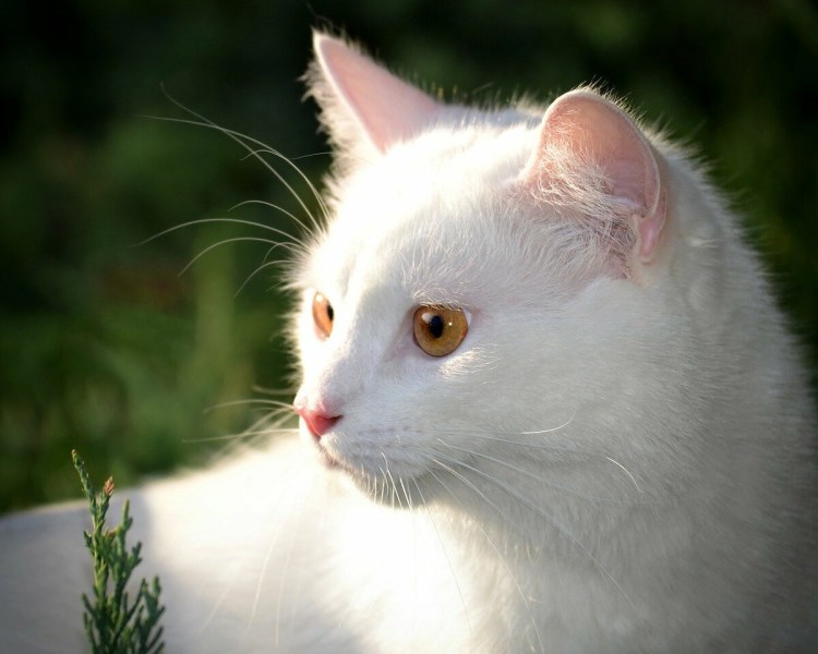 Белый кот