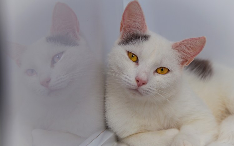 Белый гладкошерстный кот