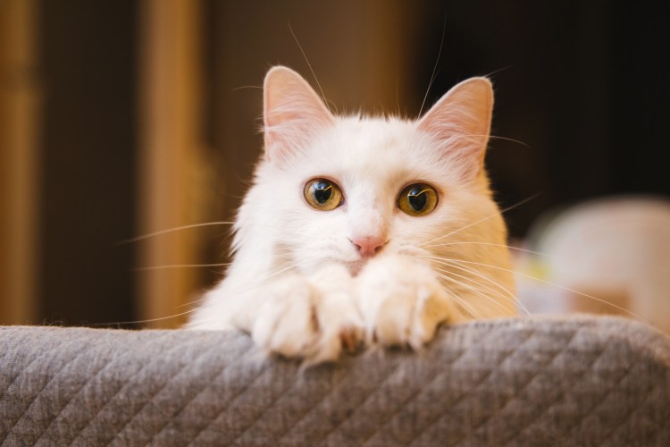 Кошка белая