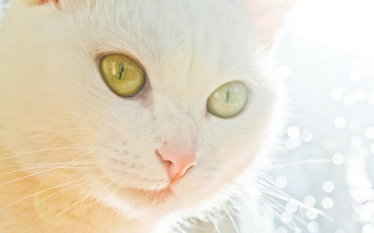 Белая кошка с зелеными глазами