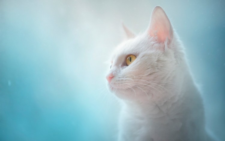 Белая кошка с янтарными глазами