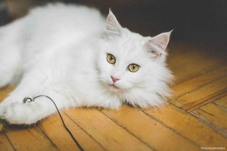 Турецкая ангора белая