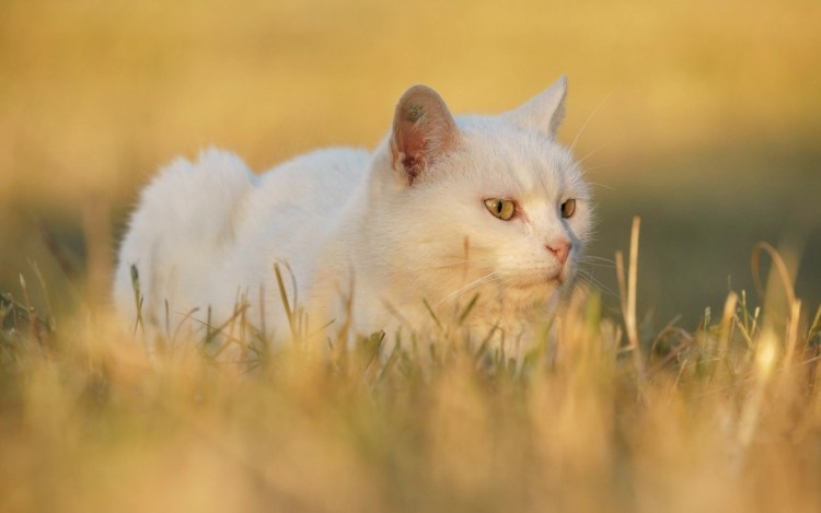Черно белая кошка с желтыми глазами