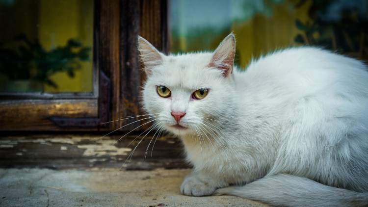 Белая кошка беспородная